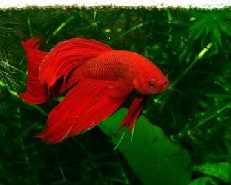 Red Beta Fish Wallpaper HD