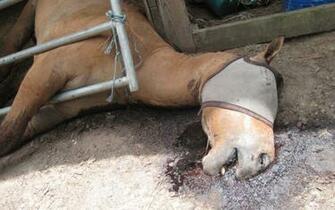 Animal Abusers Starve Secretariat S Race Horse Heir The Daily