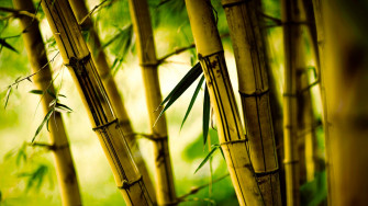 Nature Bamboo Wallpaper HD