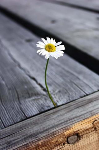 Live Wallpaper And Background Photos