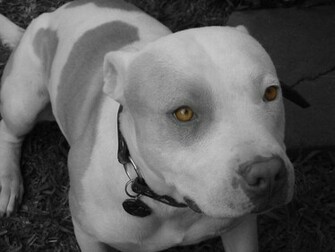 Pit Bull Wallpaper And Screensaver