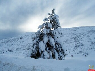Snow Trees HD Wallpaper