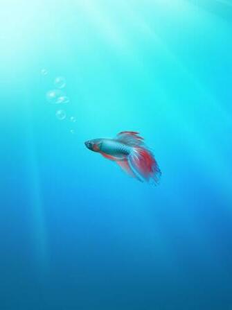 Windows Beta Fish Wallpaper iPad iPhone HD