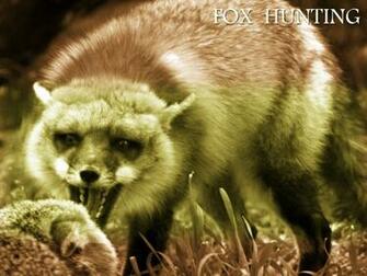 Fox Wallpaper Fennec Background Head