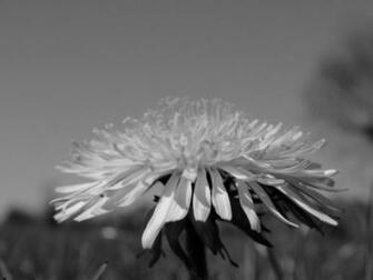 Black And White Dandelion