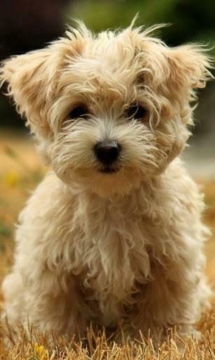 Bigger 3d Mild Dog HD Live Wallpaper For Android Screenshot