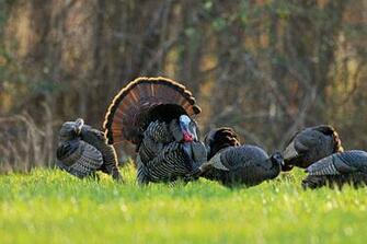 Turkey Hunting Cake Ideas And Designs