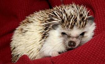 Animals Hedgehogs Wallpaper