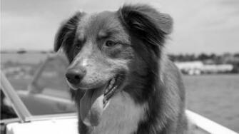 Black And White Dog Wallpaper