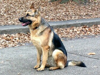 German Shepherd Dog New HD Wallpaper