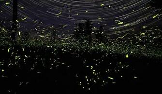 At Night Lightning Bugs Wallpaper Bug Clipart
