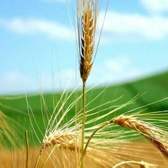 Maize Crop Jpg