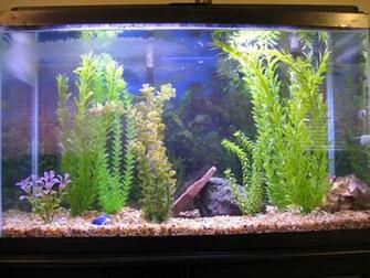 Wallpaper HD Fish Tank