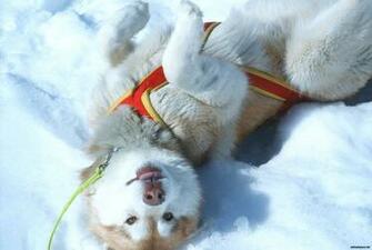Husky Puppies In Snow Wallpaper Puppy Siberian