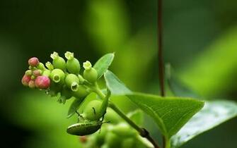 Spring Branches Bud HD Wallpaper