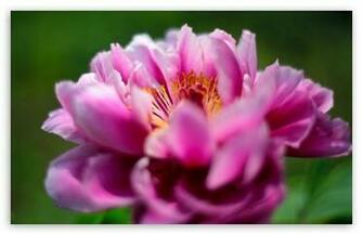 Peony Flower HD Wallpaper For Standard Fullscreen Uxga Xga