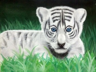 Baby White Tigers With Blue Eyes Wallpaper Eyed Tiger