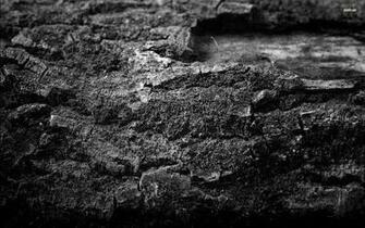 Tree Bark Wallpaper Detail