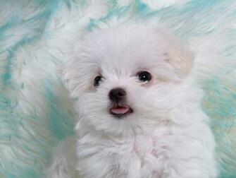 Beautiful HD Puppies Dogs Wallpaper Desktop