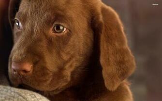 Chocolate Labrador Puppy Wallpaper Animal