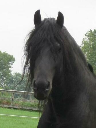 Friesian Black Horse Wallpaper Running