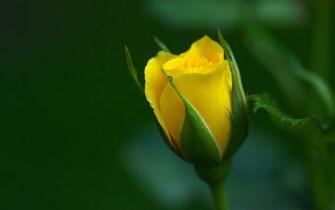 Yellow Rose Wallpaper