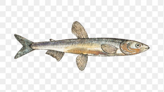 Smelt Image Wallpaper