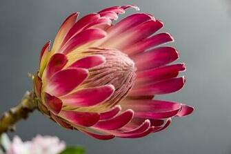 Focused Photography Of Pink Bromeliad Flower HD Wallpaper