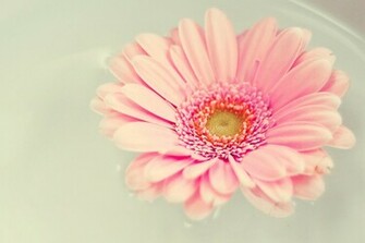 Pink Gerbera Daisy Wallpaper