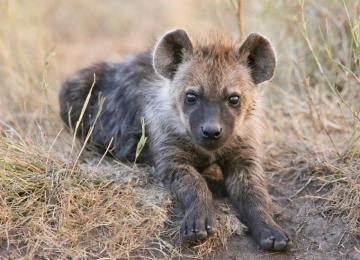 Hyena Cub Grass Animals Cubs Baby Predator Wallpaper HD