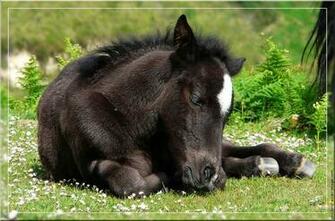 Pottok Stallion Retouche Photo