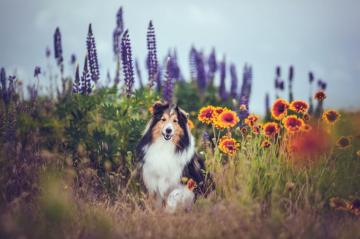 Shetland Sheepdog HD Wallpaper And Background