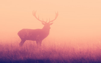Deer Desktop Wallpaper