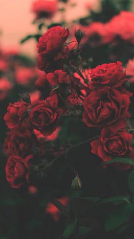 Red Flower iPhone Wallpaper On