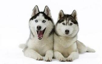 Animals Cute Dogs Nature Puppy