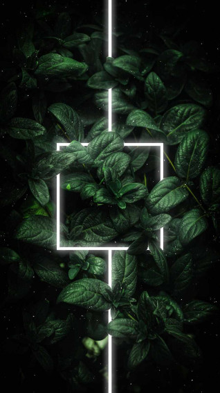 Plant iPhone Wallpaper