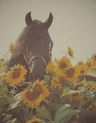 Horse Aesthetic Wallpaper Cute Horses