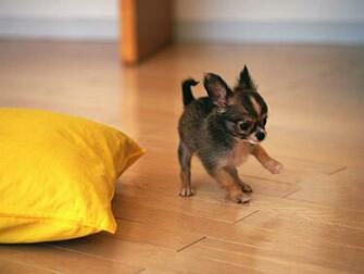 Lainnya Dari Dog Breeds Care Training Guidelines