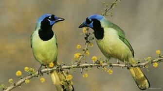 Wild Birds HD Wallpaper