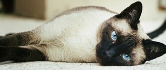 Siamese Cat Sprawled On The Floor Wallpaper And Image