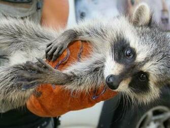 Raccoon Screensaver Screensavers Baby