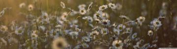 Dual Monitor Screen Multi Multiple Flower Flowers Fleur