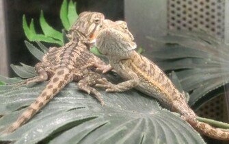 Baby Bearded Dragons HD Desktop Wallpaper Widescreen High