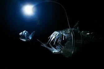 Anglerfish Fish Ocean Sea Underwater Dark Creepy Monster