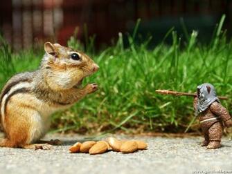 Beautiful Wild Squirrel HD Wallpaper E Entertainment