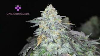Og Kush Wallpaper Image Pictures Becuo