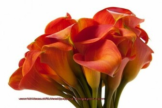 Beautiful Wallpaper Calla Lily Flowers