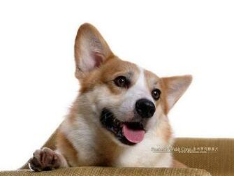 Corgi Wallpaper Welsh