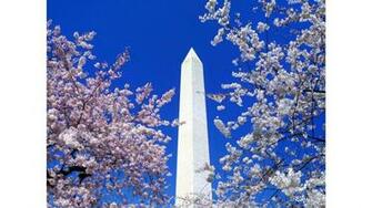 Spring Washington Dc 4k Wallpaper