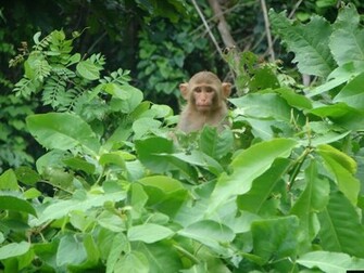 Monkey Wallpaper Image And Animals Pictures